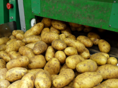 Zo blijven aardappelen wekenlang vers: voeg dit eenvoudige ingrediënt toe aan de zak