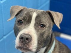 Deze achtergelaten hond droeg een briefje: wat het baasje schreef bezorgt de hele buurt kippenvel