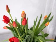 Stop met deze fout: zo blijven je tulpen dagenlang rechtop