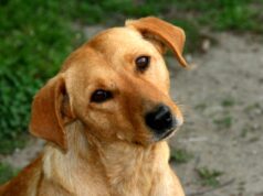 Eindelijk verklaard: dit is waarom je hond zijn kop schuin houdt als je tegen hem praat
