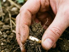Roy vindt een begraven ring: als Bert hoort van wie de ring is, schiet hij vol