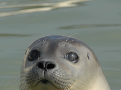 Noodalarm aan de kust: hulp voor tientallen zeehonden droogt op, help nu